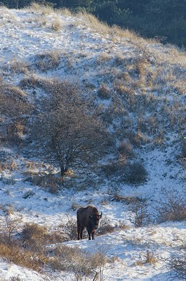 BUITEN BEELD Foto: 157157