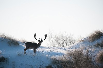 BUITEN BEELD Foto: 157192
