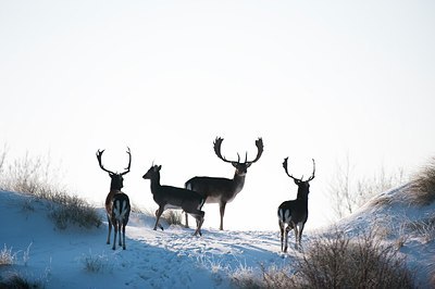 BUITEN BEELD Foto: 157193