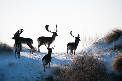 BUITEN BEELD Foto: 157194