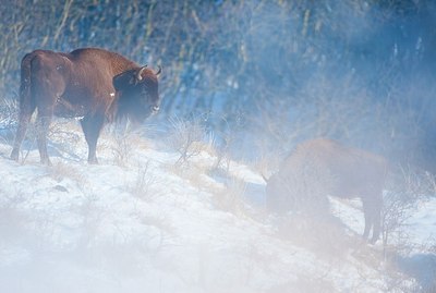 BUITEN BEELD Foto: 157199