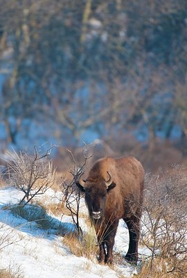 BUITEN BEELD Foto: 157205