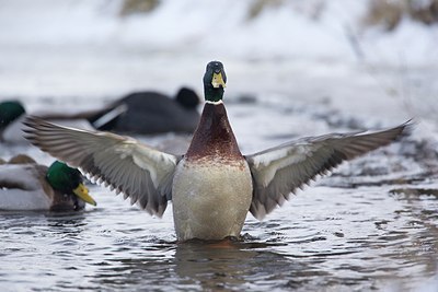 BUITEN BEELD Foto: 157228