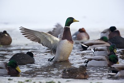 BUITEN BEELD Foto: 157230