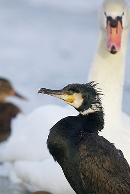 BUITEN BEELD Foto: 157245