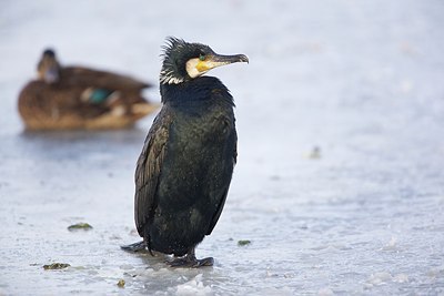 BUITEN BEELD Foto: 157248