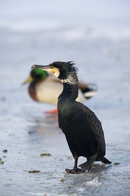 BUITEN BEELD Foto: 157252