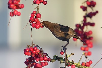 BUITEN BEELD Foto: 157270