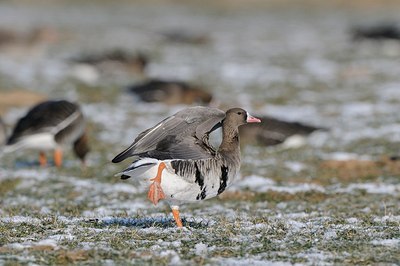 BUITEN BEELD Foto: 157318