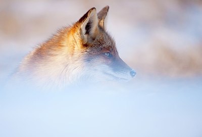BUITEN BEELD Foto: 157359