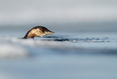 BUITEN BEELD Foto: 157397