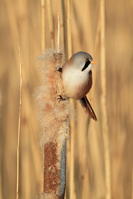 BUITEN BEELD Foto: 157401