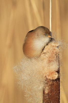 BUITEN BEELD Foto: 157403