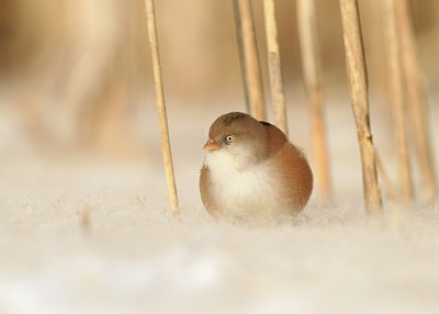 BUITEN BEELD Foto: 157408