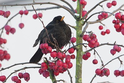 BUITEN BEELD Foto: 157474