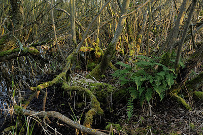 BUITEN BEELD Foto: 157521