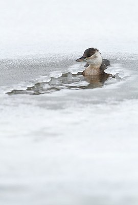 BUITEN BEELD Foto: 157550