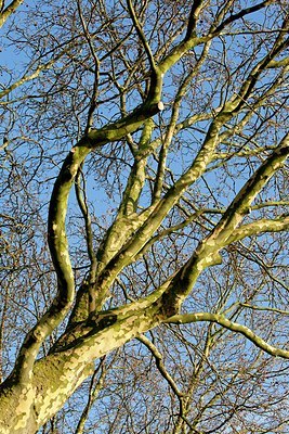 BUITEN BEELD Foto: 157591