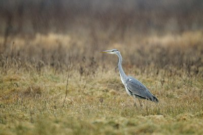 BUITEN BEELD Foto: 157619