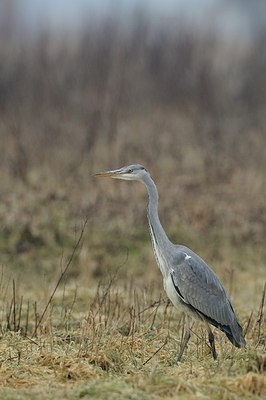 BUITEN BEELD Foto: 157621