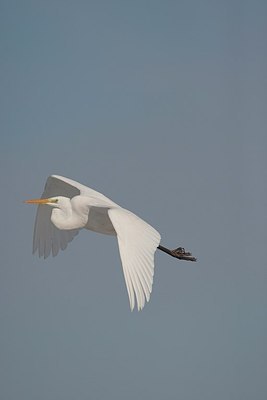 BUITEN BEELD Foto: 157633