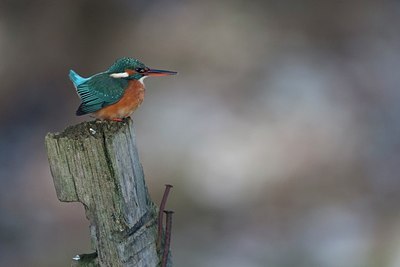 BUITEN BEELD Foto: 157637