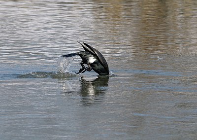 BUITEN BEELD Foto: 157668