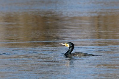BUITEN BEELD Foto: 157669