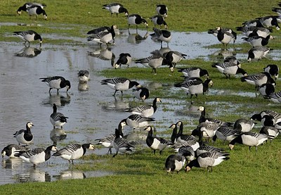 BUITEN BEELD Foto: 157676