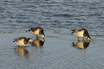 BUITEN BEELD Foto: 157687