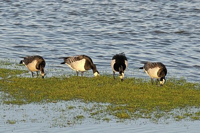 BUITEN BEELD Foto: 157688