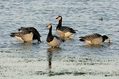 BUITEN BEELD Foto: 157689