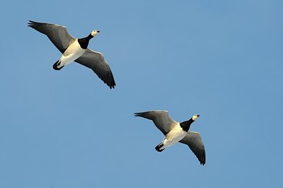 BUITEN BEELD Foto: 157691