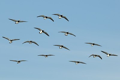 BUITEN BEELD Foto: 157693