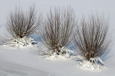 BUITEN BEELD Foto: 157705