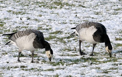 BUITEN BEELD Foto: 157736