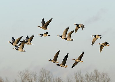 BUITEN BEELD Foto: 157766