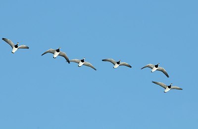 BUITEN BEELD Foto: 157768