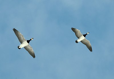 BUITEN BEELD Foto: 157769