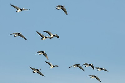 BUITEN BEELD Foto: 157772