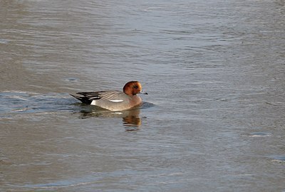 BUITEN BEELD Foto: 157797