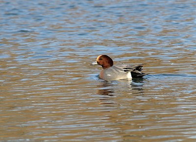 BUITEN BEELD Foto: 157799