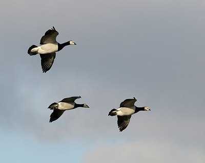 BUITEN BEELD Foto: 157809