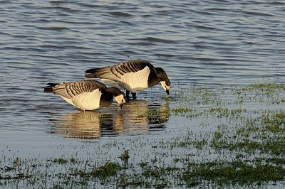 BUITEN BEELD Foto: 157813