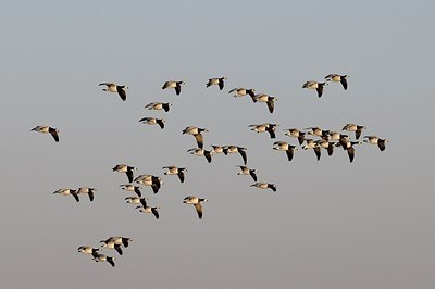 BUITEN BEELD Foto: 157814
