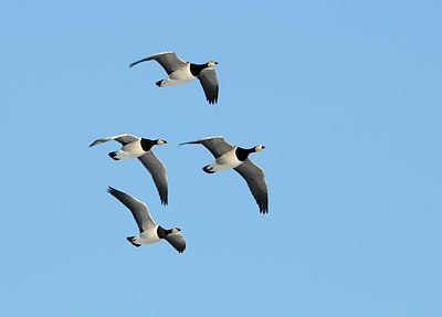 BUITEN BEELD Foto: 157815