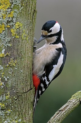 BUITEN BEELD Foto: 157819