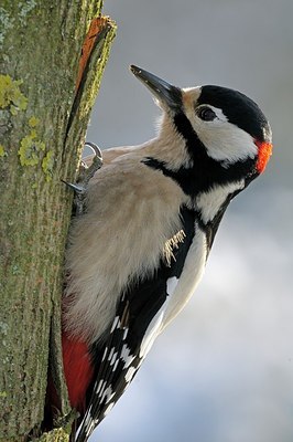 BUITEN BEELD Foto: 157821