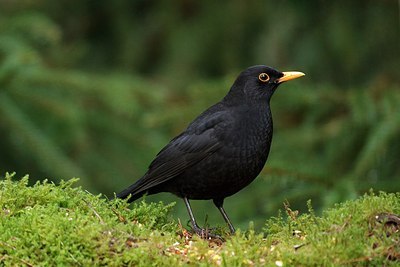 BUITEN BEELD Foto: 157832