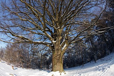 BUITEN BEELD Foto: 157855